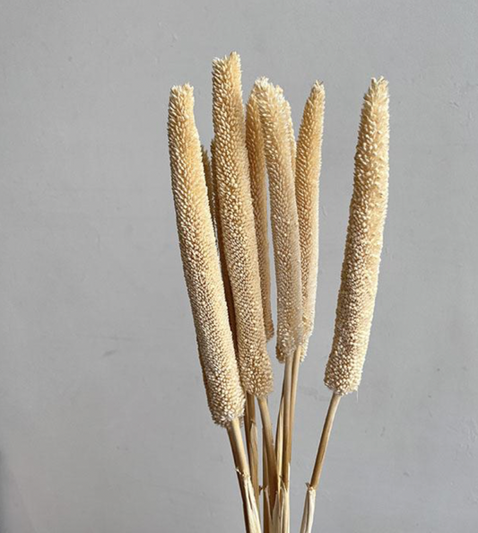 Dried Babala, Bleached Ivory (Pearl Millet) 70cm Seed head 15-20cm