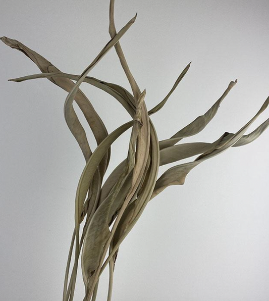 Dried Bird of Paradise Leaf, Natural Brown, 100cm (Strelitzia regina) x10 stems
