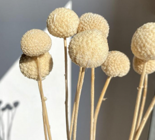 Dried Craspedia, Bleached Ivory, Large to XL (Billy Buttons) 70cm