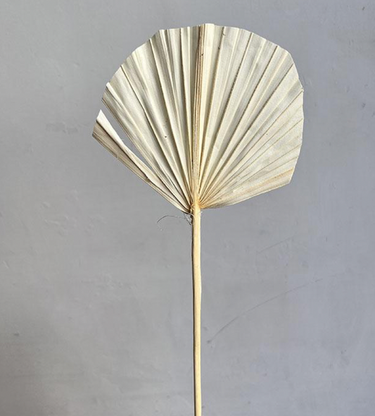 Dried Fan Palms, Bleached Ivory, Mini, 30-50cm H/9-10cm W/10-11cm (x5 stems)
