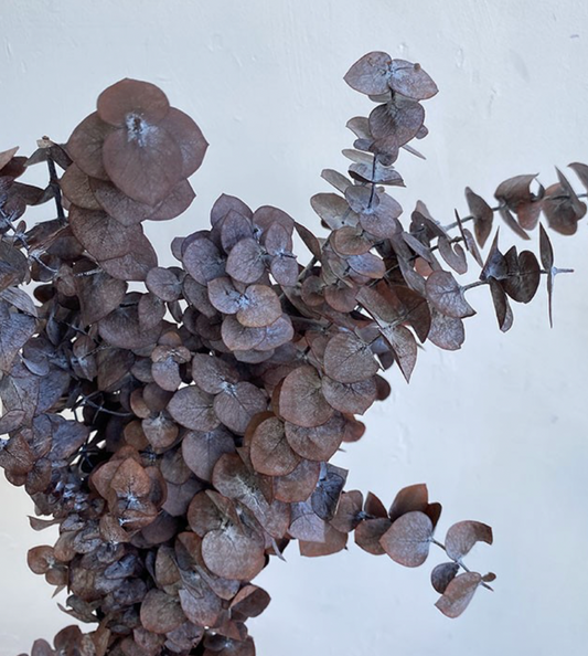 Preserved Eucalyptus Baby Blue, Hazelnut Brown, up to 60cm