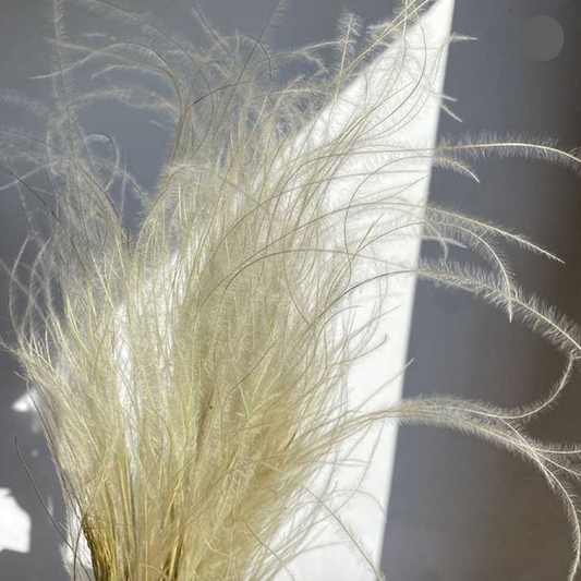 Dried Stipa pennata Feather Grass, Natural Ivory, approx 60cm