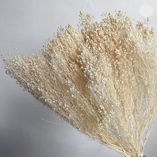 Dried Broom Bloom, Bleached Off White, 40-50cm