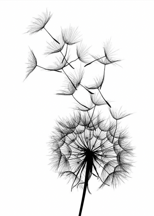 Dandelion No2 Poster 