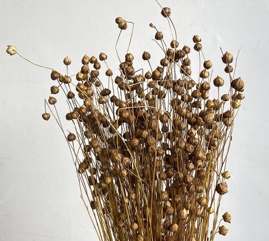 Dried Bubble Flax, Natural Brown (Linum) 60-70cm