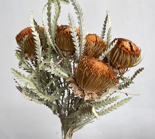 Dried Banksia Dryandra, Natural Orange, 40cm Bloom 5-6cm (x5 stems)