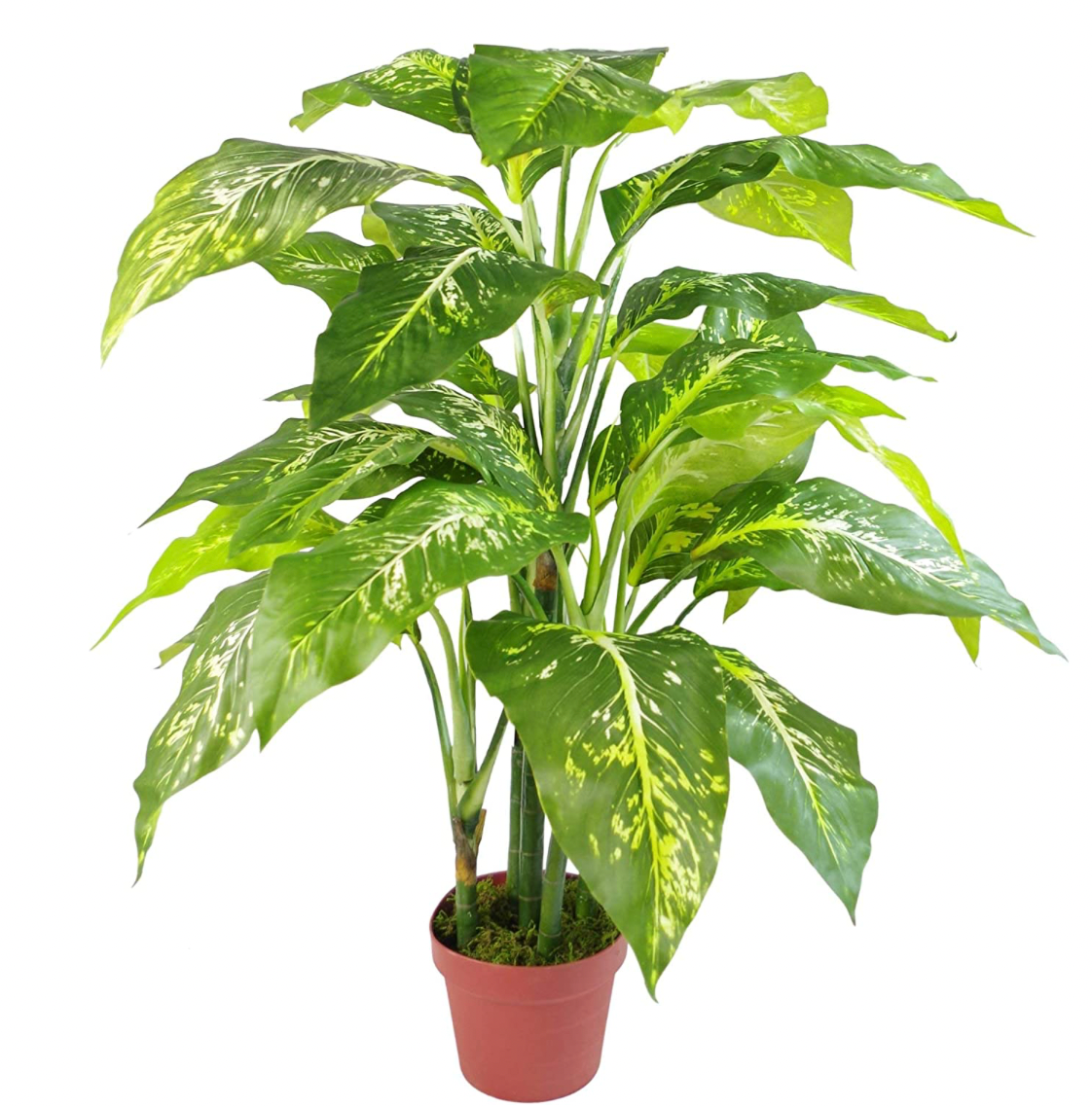 Leaf 100cm Large Fox's Aglaonema