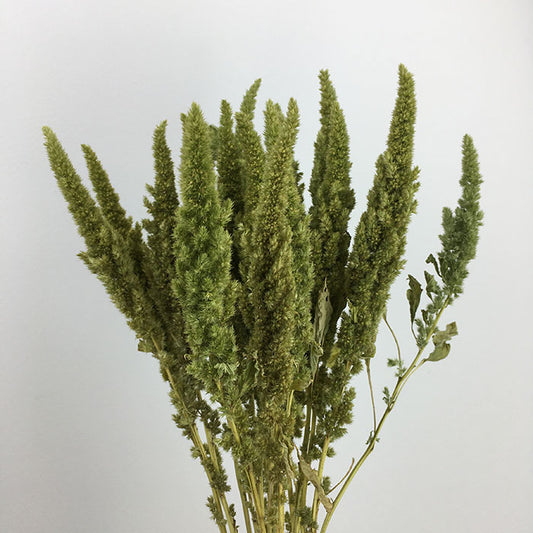 Dried Amaranthus Upright
