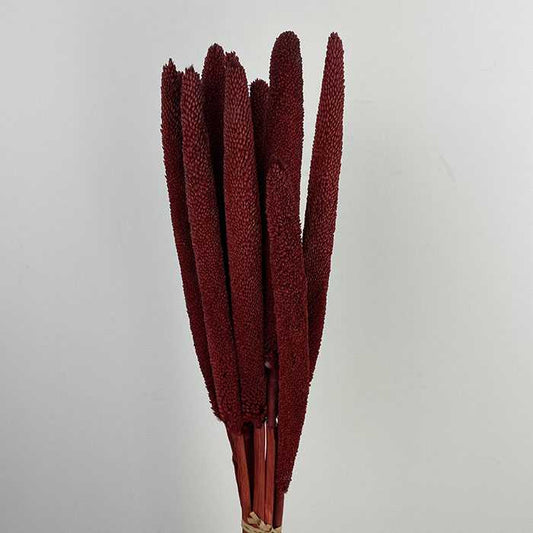 Dried Babala, Dark Red