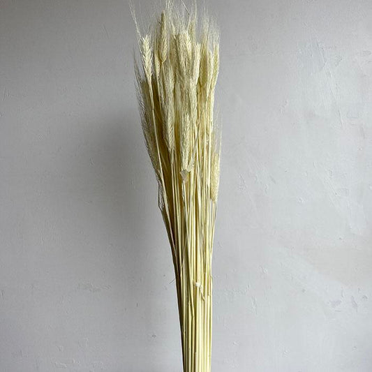 Dried Barley
