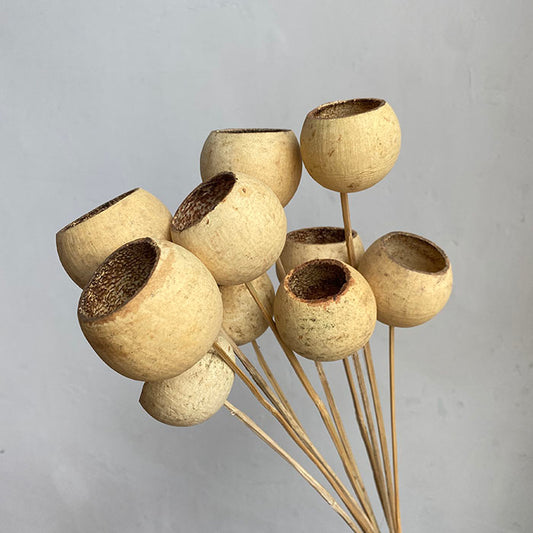 Bell Cups, Natural Ivory (x10 stems) 50cm