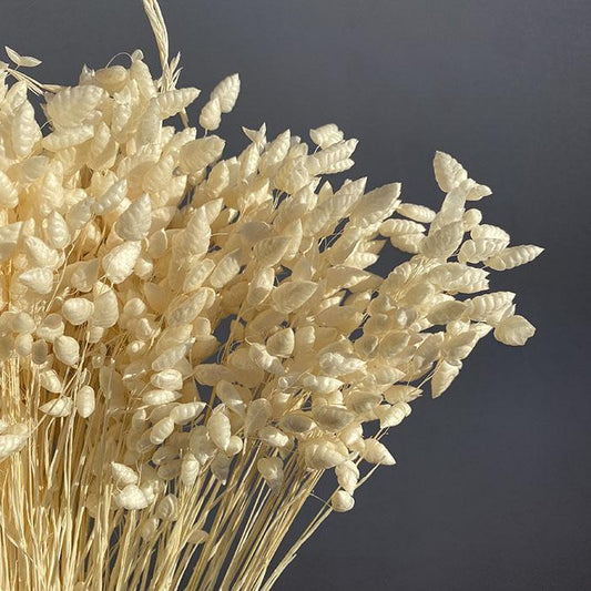 Dried Briza Maxima, (Greater Quaking Grass)