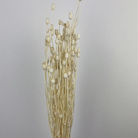 Dried Cornflowers, Seed Pods, Bleached White (Centaurea) 60-80cm