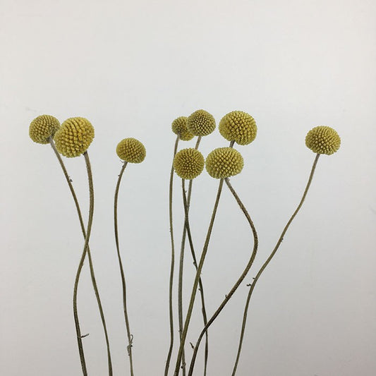 Dried Craspedia, Small to Medium, Yellow (Billy Buttons) 70cm