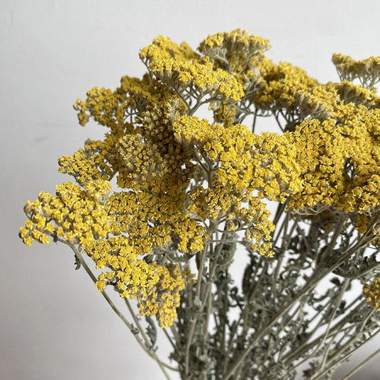 Dried Achillea Milliefolium