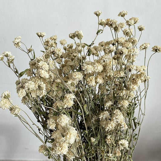Dried Achillea ptarmica