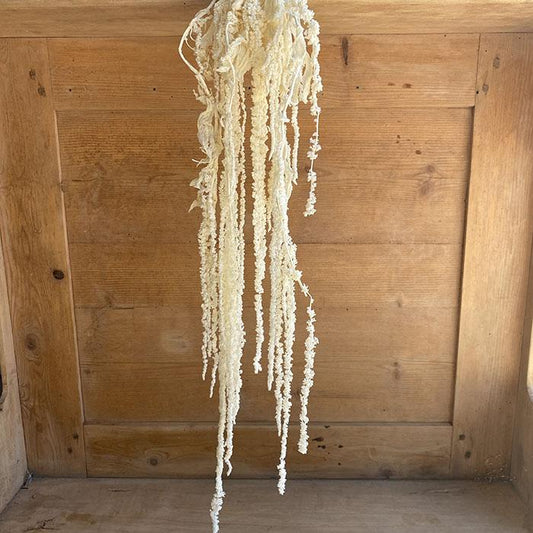 Dried & Bleached Amaranthus Cordatus, Ivory (trailing) Length 50cm