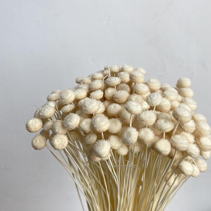 Dried Botao Buttons, White, 45-50cm