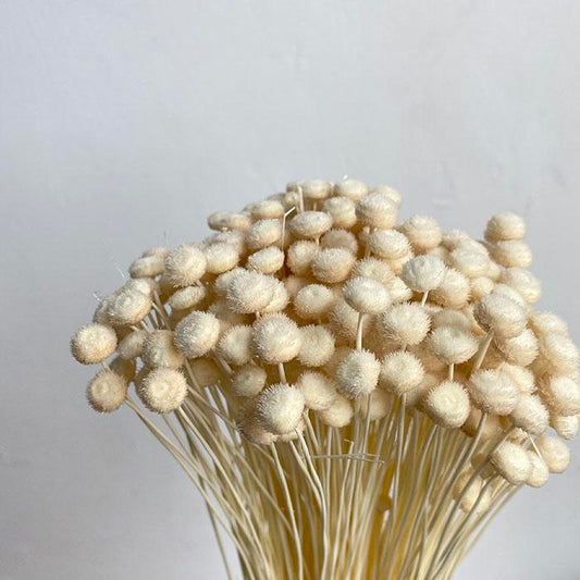 Dried Botao Buttons, White, 45-50cm