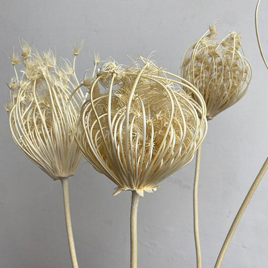 Dried Ammi, Bleached Ivory, 60cm XL seed heads H/7-9cm W/7-9cm (x5 stems)