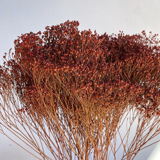 Dried Broom Bloom, Burnt Orange 100gm