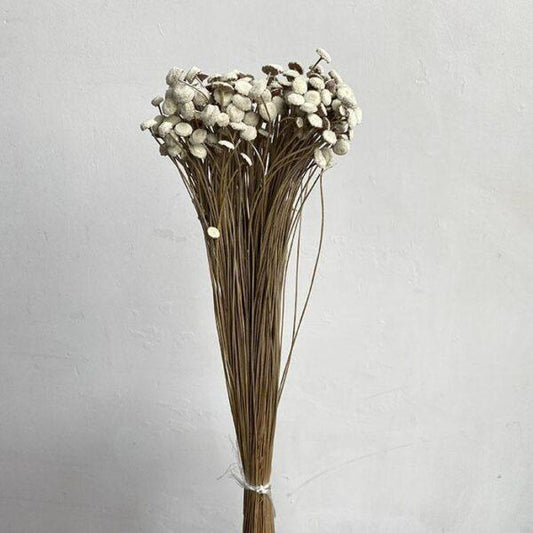 Dried Botao Buttons, Natural Ivory, 45-50cm