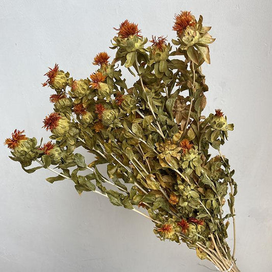 Dried Carthamus, Natural Orange, 30cm (Bidens/Saff Flower) BRITISH GROWN