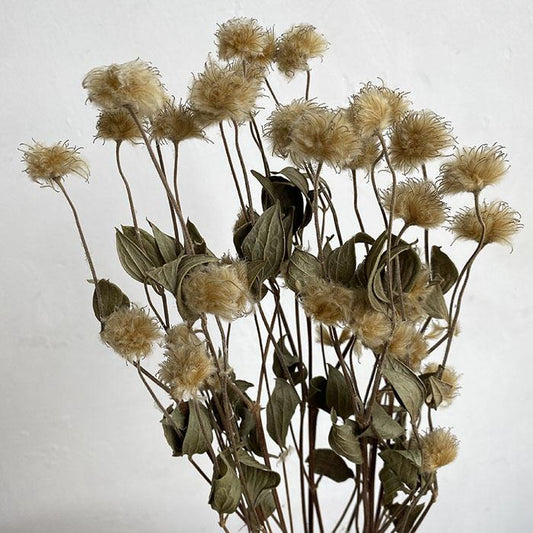 Dried Clematis Amazing Rome, Fluffy Seed Heads