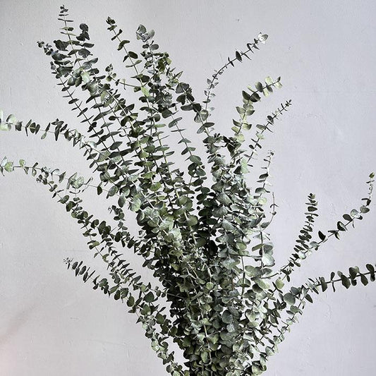 Dried Eucalyptus Baby Blue