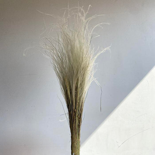 Dried Stipa pennata Feather Grass, Natural Ivory 50cm