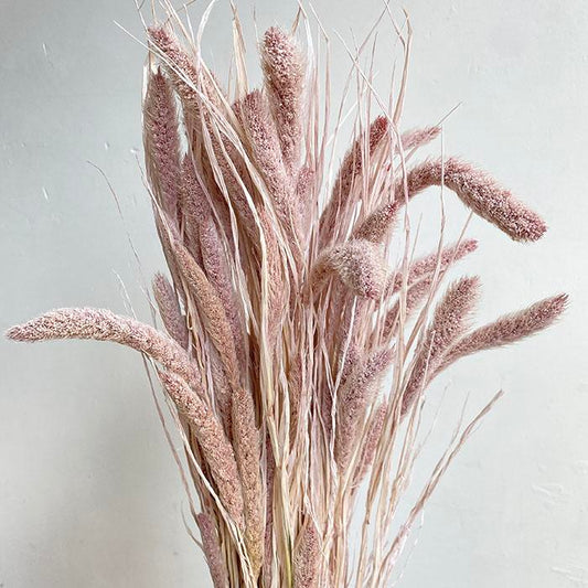 Dried Foxtail Millet Grass, Dusky Pink (Setaria pendula) 60-70cm