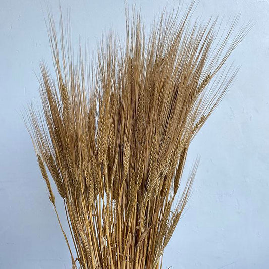 Dried Barley