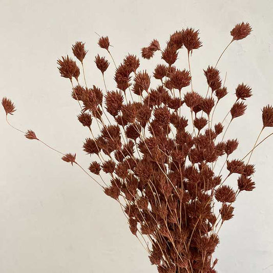 Dried Weeping Bamboo, Pinky Brown, 40-60cm
