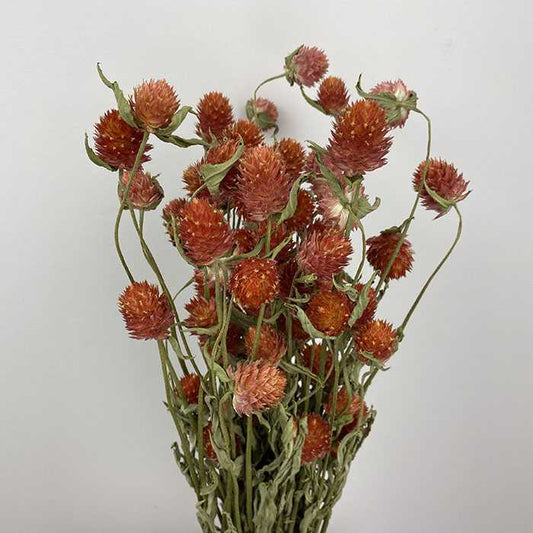 Dried Globe Amaranth, Orange (Clove Flower) 40cm