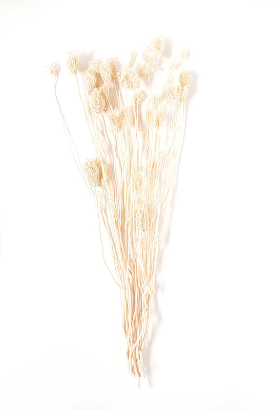 Dried Ammi Majus