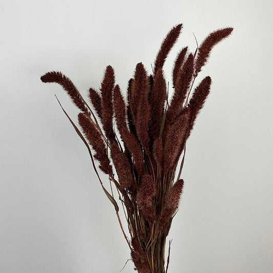 Dried Foxtail Millet Grass, Dark Brown (Setaria pendula) 60-70cm