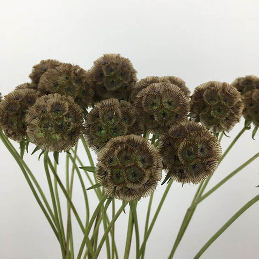 Dried Scabious Seed Head