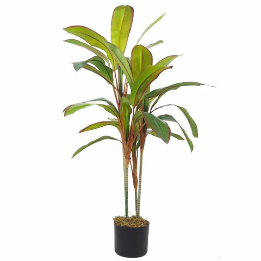 Floor Dracaena Plant in Planter
