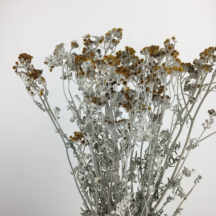 Dried Santolina