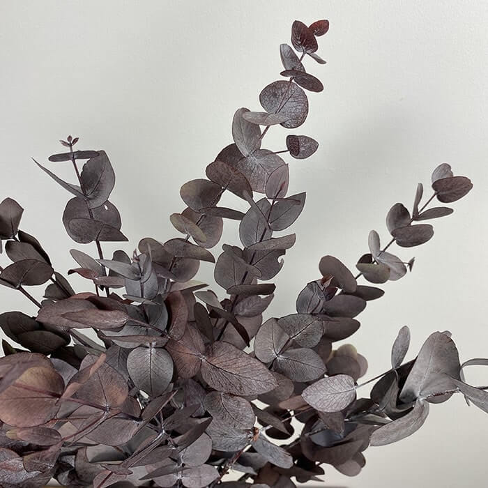 Dried & Preserved Eucalyptus Cinerea, Burgundy Grey