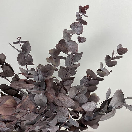 Dried & Preserved Eucalyptus Cinerea, Burgundy Grey
