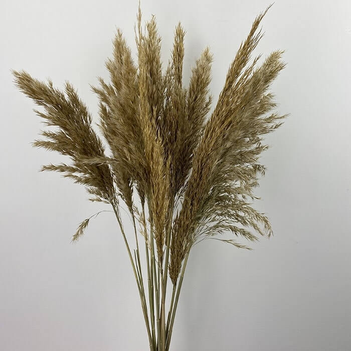 Dried Pampas, Light Brown, 110cm, Plume 20-30cm (Reed Grass)