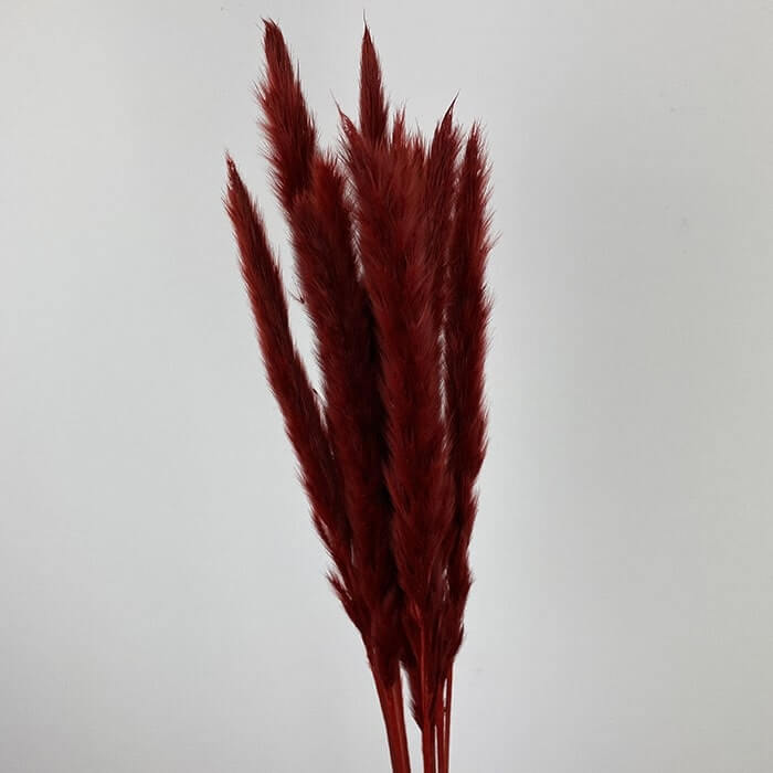 Dried Mini Pampas, Dyed Dark Red