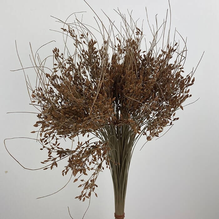 Dried Sai Thong, Natural, 45cm