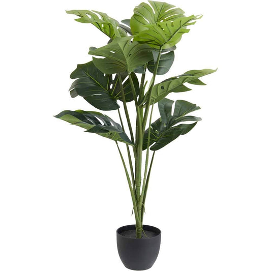 Wilko Large Cheese Plant In Pot
