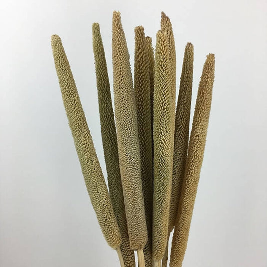 Dried Babala, Natural (Pearl Millet)