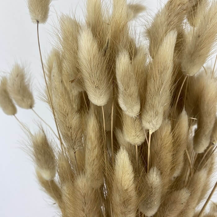Dried Lagurus Grass, Natural Brown (Bunny Tails) 50-70cm