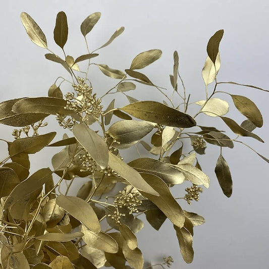 Dried Eucalyptus Populus, 30-70cm