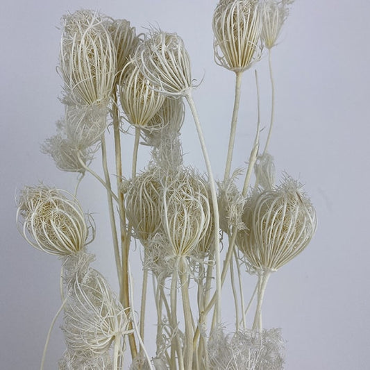 Dried Fennel, Bleached White, 60-80cm