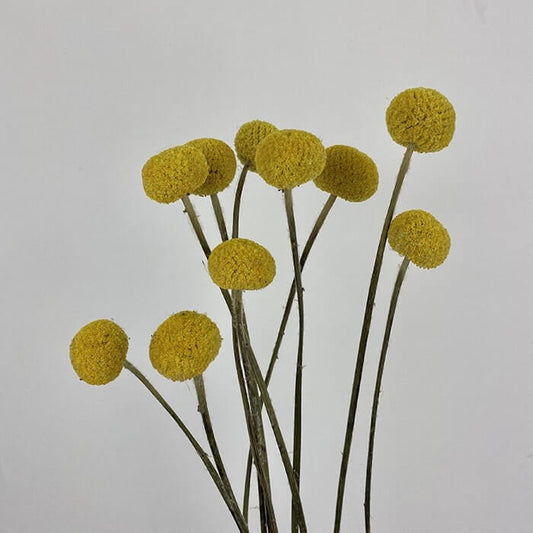 Dried Craspedia, XL Paint Pop, Yellow (Billy Buttons)